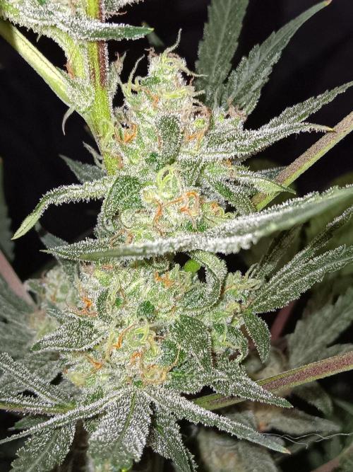 JVK Grow Bluematic Auto 1. Week 9