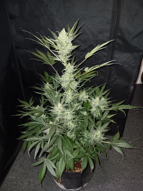 JVK Grow Bluematic Auto 1. Week 9