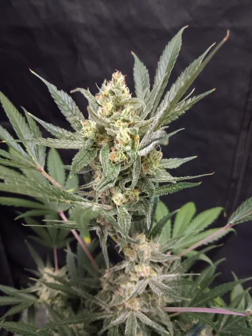 JVK Grow Bluematic Auto 1. Week 9