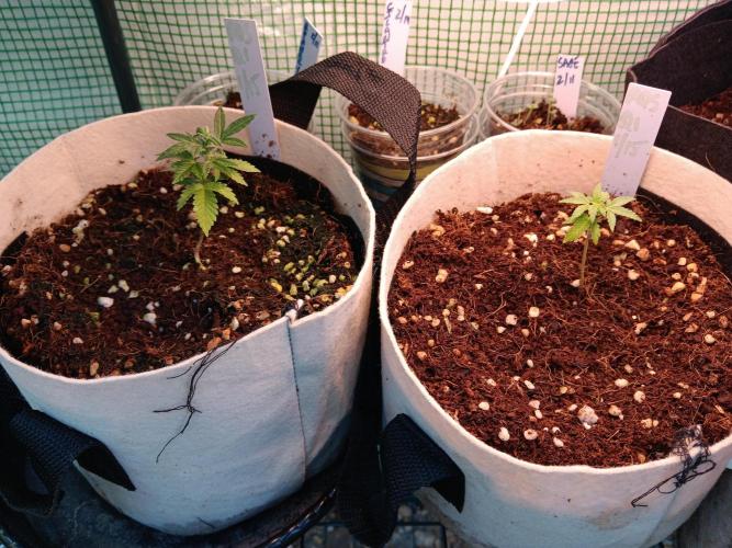 JVK Grow Quickone3. Week 5