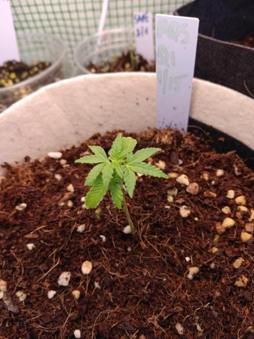 JVK Grow Quickone3. Week 5