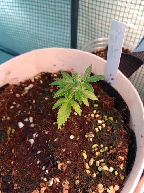 JVK Grow Quickone3. Week 5