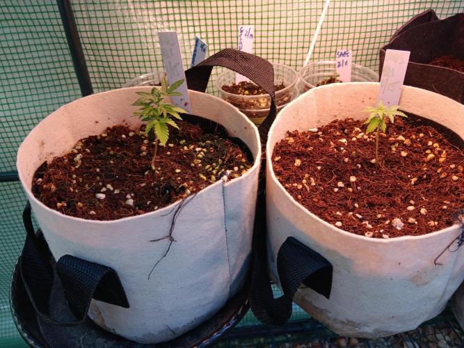 JVK Grow Quickone3. Week 5