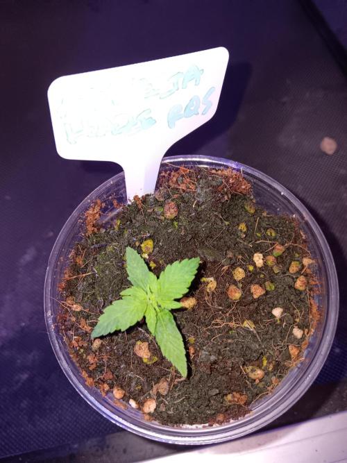 Amnesia Haze Auto 1. Week 1