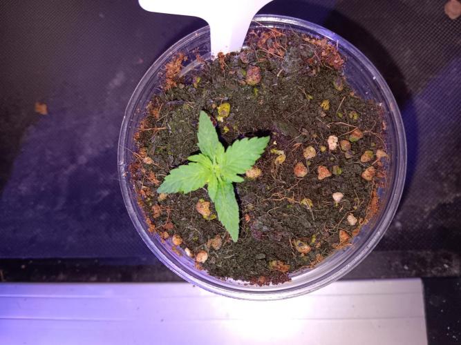 Amnesia Haze Auto 1. Week 1