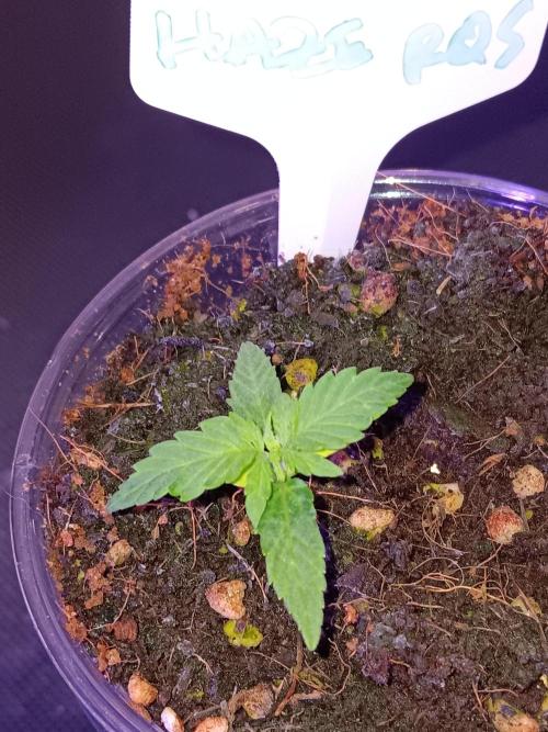 Amnesia Haze Auto 1. Week 1