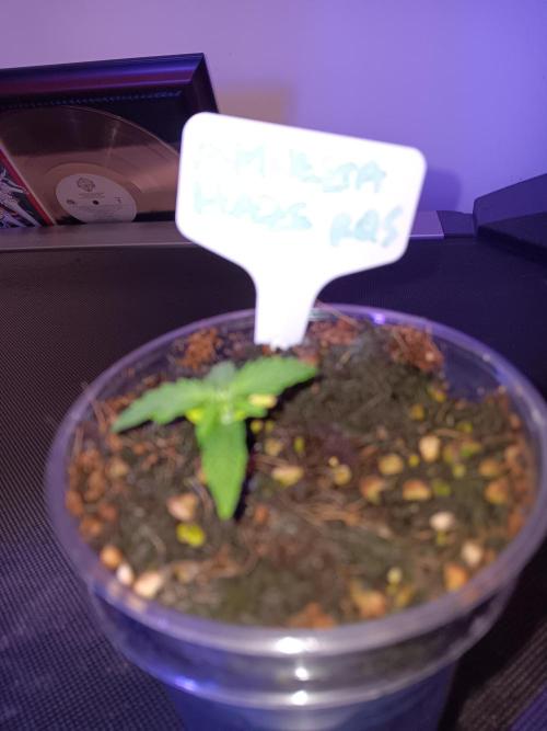 Amnesia Haze Auto 1. Week 1