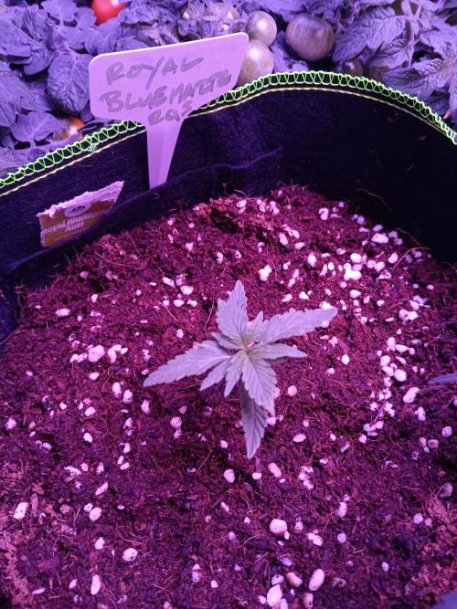 Bluematic Auto 2. Week 2