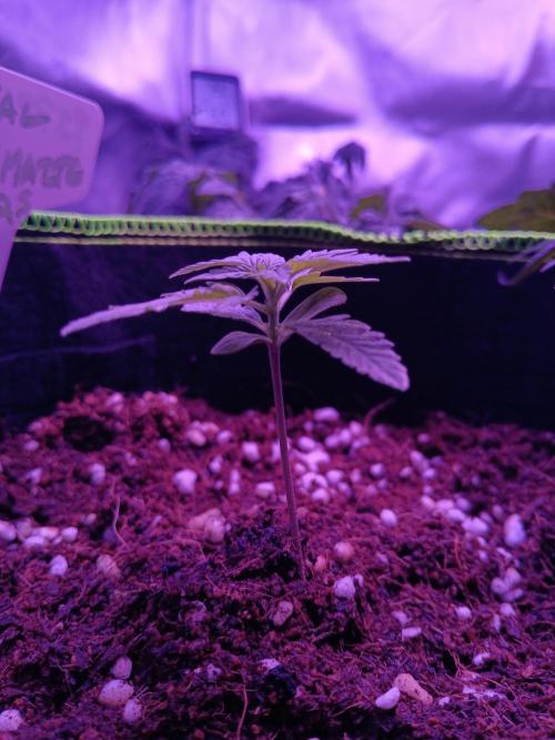 Bluematic Auto 2. Week 2