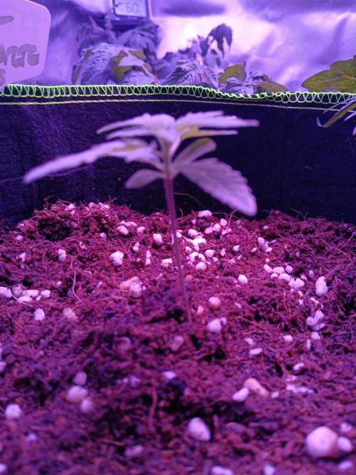 Bluematic Auto 2. Week 2