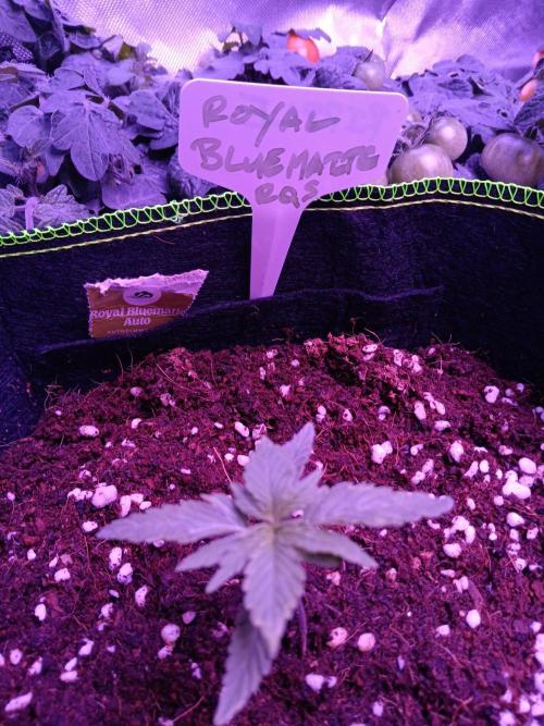 Bluematic Auto 2. Week 2