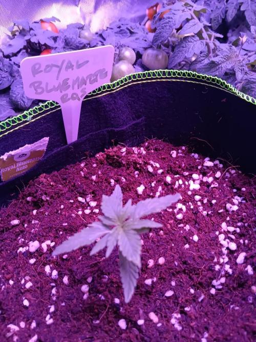 Bluematic Auto 2. Week 2