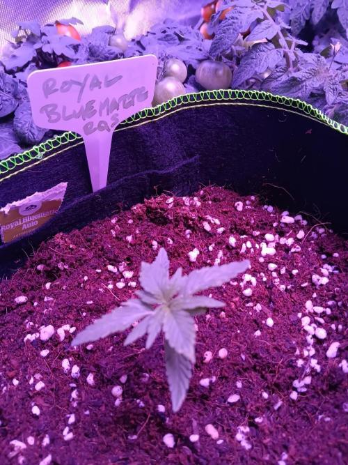 Bluematic Auto 2. Week 2
