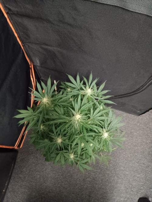 JVK Grow RQS Northern Lights Auto 1. Week 11