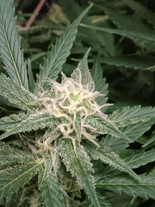 JVK Grow RQS Northern Lights Auto 1. Week 11