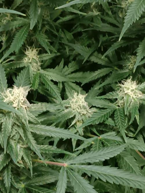 JVK Grow RQS Northern Lights Auto 1. Week 11