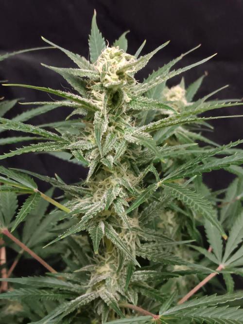 JVK Grow RQS Northern Lights Auto 1. Week 11