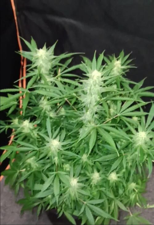 JVK Grow RQS Northern Lights Auto 1