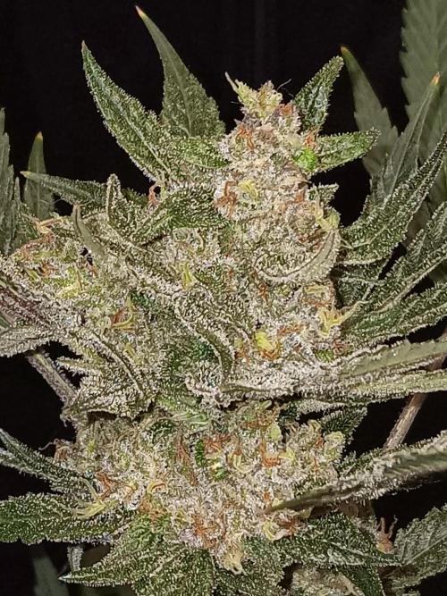 JVK Grow Bluematic Auto 1. Week 10