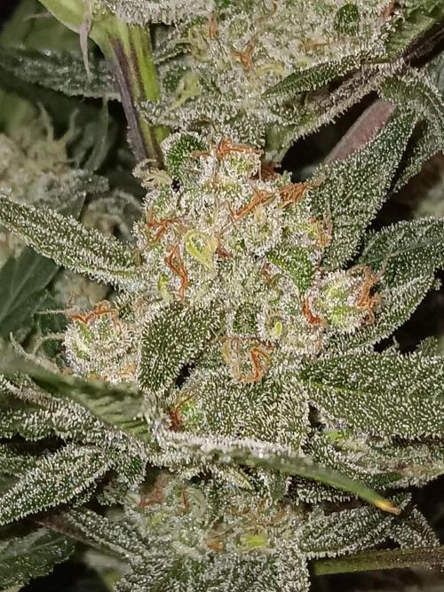 JVK Grow Bluematic Auto 1. Week 10