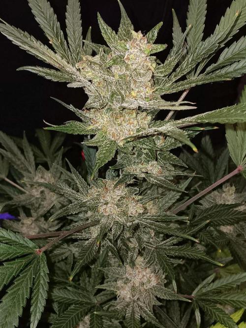 JVK Grow Bluematic Auto 1. Week 10
