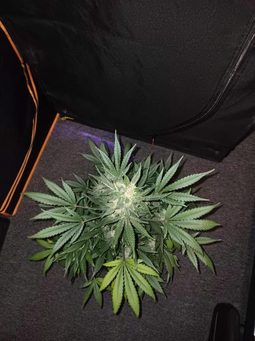 JVK Grow Bluematic Auto 1. Week 10