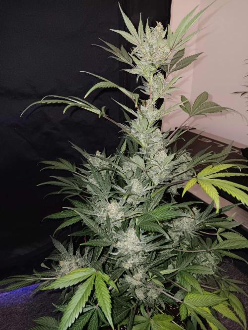 JVK Grow Bluematic Auto 1. Week 10