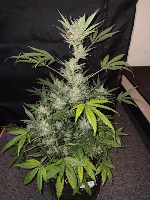 JVK Grow Bluematic Auto 1. Week 10