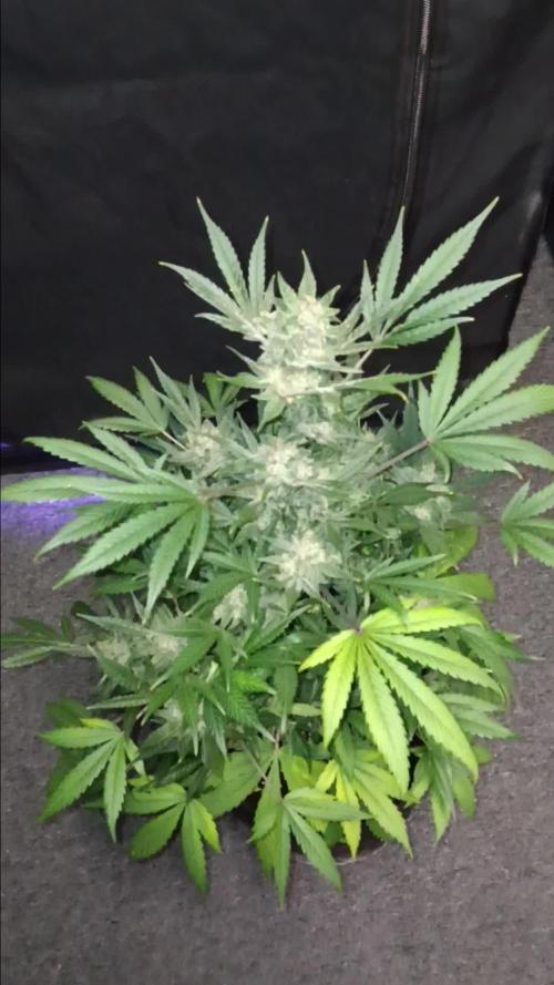 JVK Grow RQS Royal Bluematic Auto 1