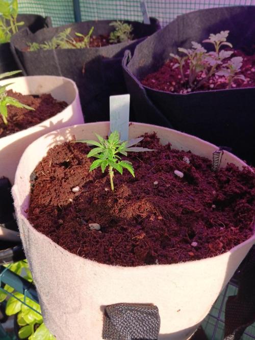 JVK Grow Quickone3. Week 6