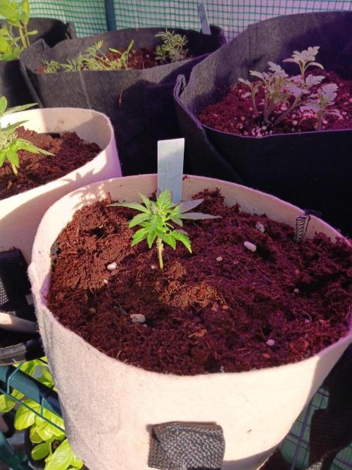 JVK Grow Quickone3. Week 6