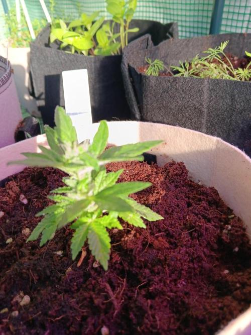 JVK Grow Quickone3. Week 6
