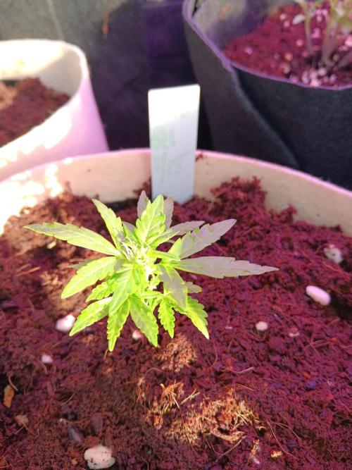 JVK Grow Quickone3. Week 6
