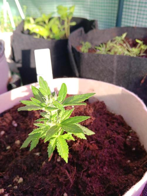 JVK Grow Quickone3. Week 6