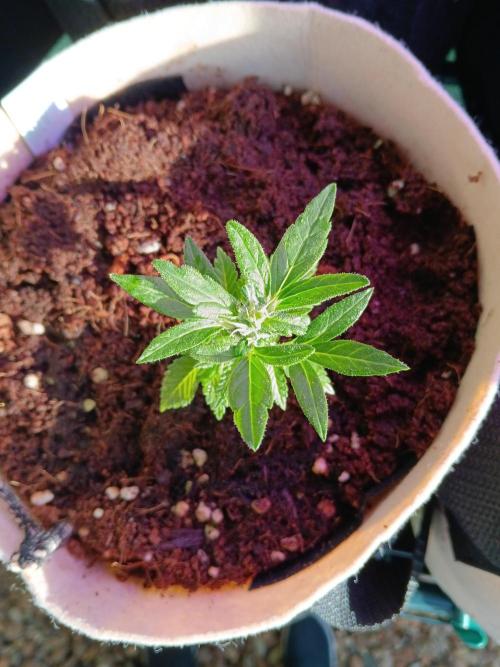 JVK Grow Quickone3. Week 6