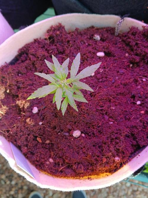 JVK Grow Quickone3. Week 6