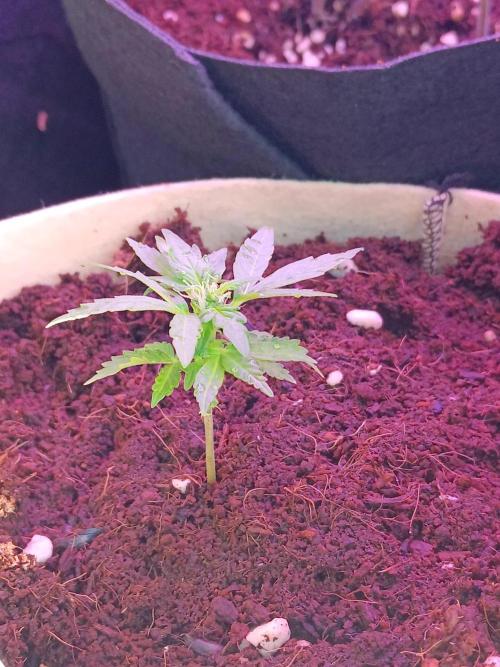 JVK Grow Quickone3. Week 6