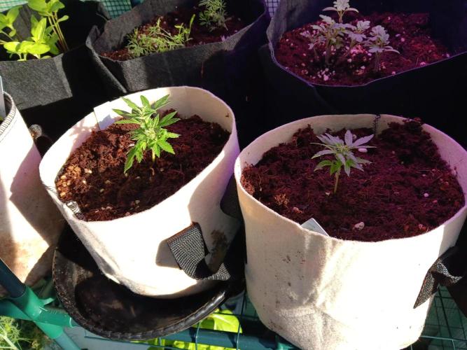 JVK Grow Quickone3. Week 6