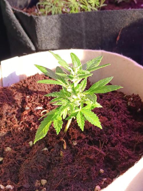 JVK Grow Quickone3. Week 6