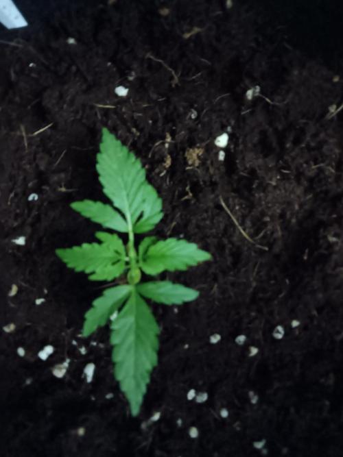 Amnesia Haze Auto 1. Week 2