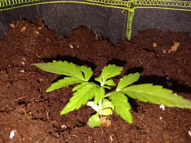 Amnesia Haze Auto 1. Week 2