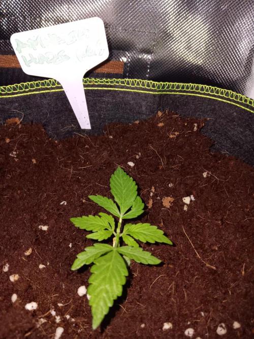 Amnesia Haze Auto 1. Week 2