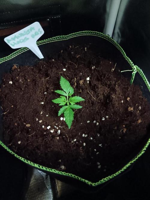 Amnesia Haze Auto 1. Week 2