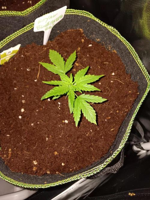 Bluematic Auto 2. Week 3