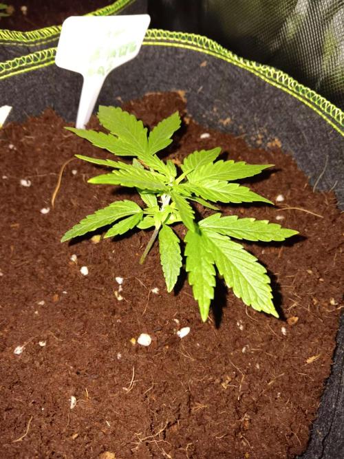 Bluematic Auto 2. Week 3