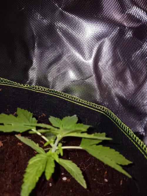 Bluematic Auto 2. Week 3