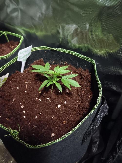 Bluematic Auto 2. Week 3
