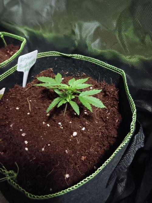 Bluematic Auto 2. Week 3