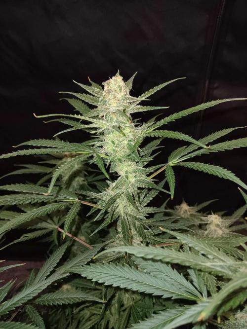 JVK Grow Northern Lights Auto 1. Week 12