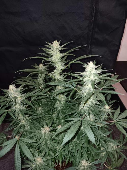 JVK Grow Northern Lights Auto 1. Week 12